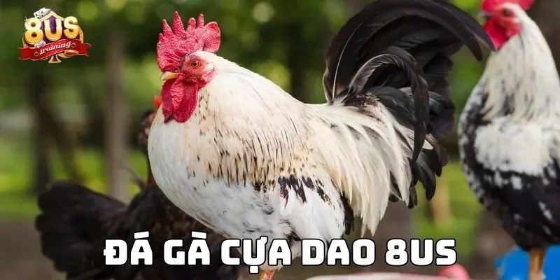 Đá Gà Cựa Dao 8US - Sân Chơi Đỉnh Cao Của Kê Sư