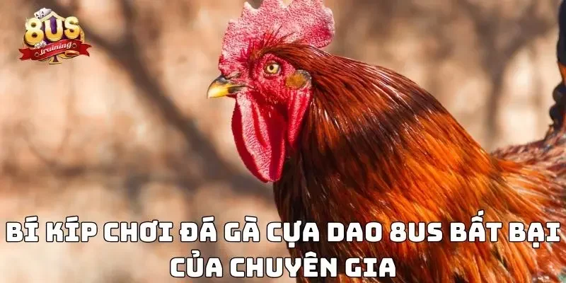 Bí kíp chơi đá gà cựa dao 8US bất bại của chuyên gia